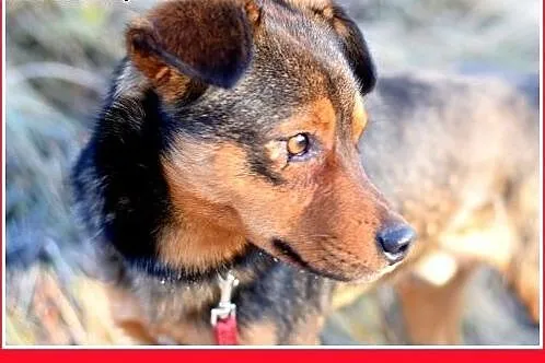10kg,mały,łagodny,wesoły piesek PONGO.Adopcja,  śl
