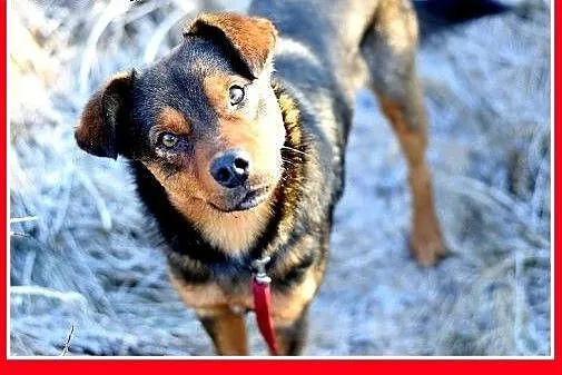 10kg,mały,łagodny,wesoły piesek PONGO.Adopcja,  śl
