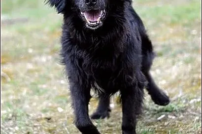 Czarny Tobi - wspaniały zwierzak :)