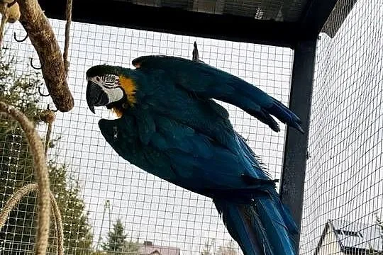 Hodowlany samiec Ara Ararauna, Świętokrzyskie, Małogoszcz