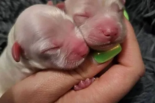 Maltipoo piesek suczka pudel miniaturowy / maltańczyk, Podkarpackie, Rzeszów