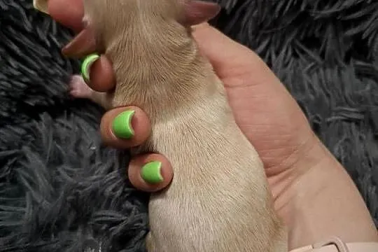 Maltipoo piesek suczka pudel miniaturowy / maltańczyk, Podkarpackie, Rzeszów