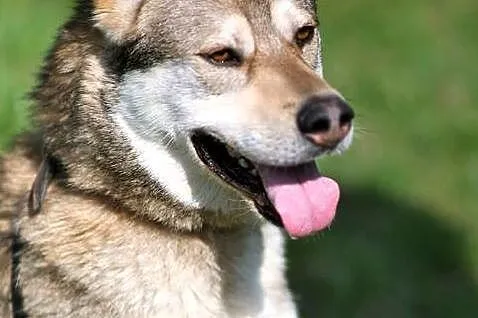 Wax - cudny pies w typie husky agouti :)