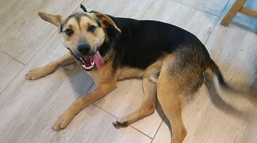 PIĄTEK – młody, niezwykłej urody psiak ADOPCJA