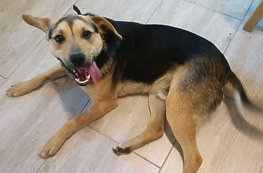 PIĄTEK – młody, niezwykłej urody psiak ADOPCJA
