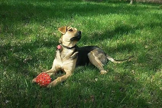 PIĄTEK – młody, niezwykłej urody psiak ADOPCJA