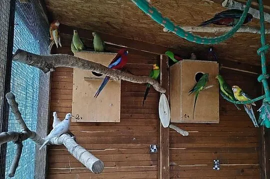 Rozelle królewskie i inne papugi, Świętokrzyskie, Sobków