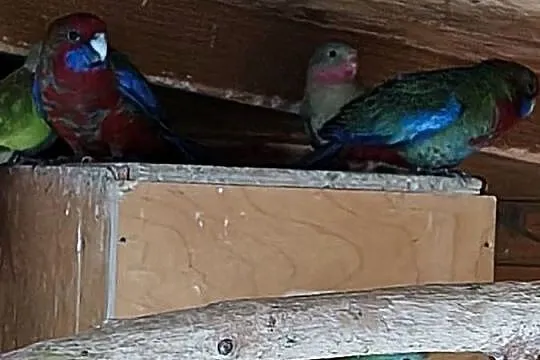 Rozelle królewskie i inne papugi, Świętokrzyskie, Sobków