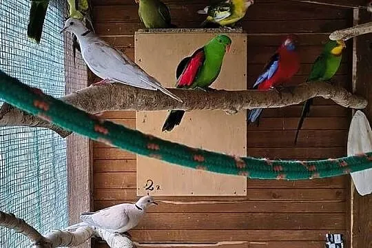 Rozelle królewskie i inne papugi, Świętokrzyskie, Sobków