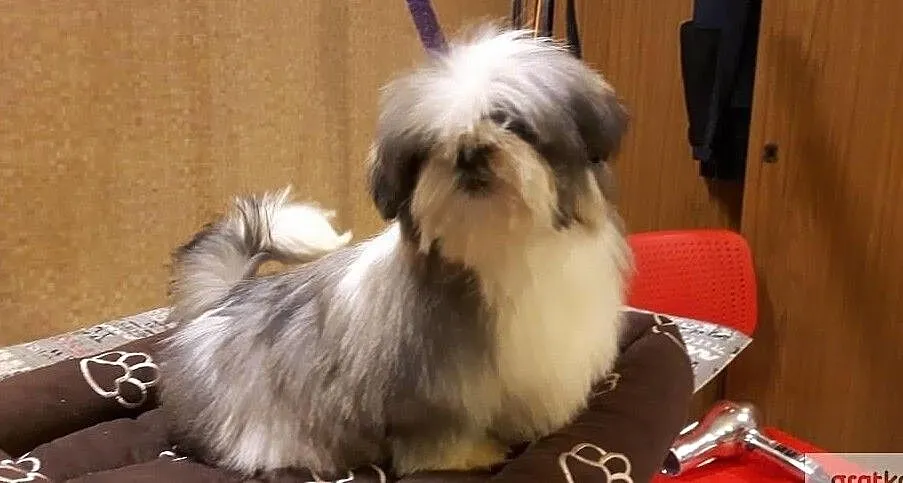 Piękne shih-tzu szczenięta pieski i suczki rodowód ZKwP FCI, Mazowieckie, Warszawa
