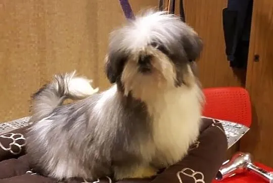 Piękne shih-tzu szczenięta pieski i suczki rodowód ZKwP FCI, Mazowieckie, Warszawa