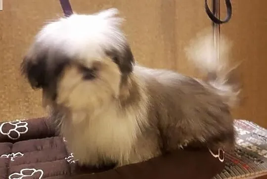Piękne shih-tzu szczenięta pieski i suczki rodowód ZKwP FCI, Mazowieckie, Warszawa