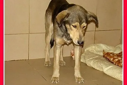 SZARY-młody 6 miesięczny psiak, łagodny,bardzo przyjacielski,nieśmiały. Adopcja.,  małopolskie Kraków