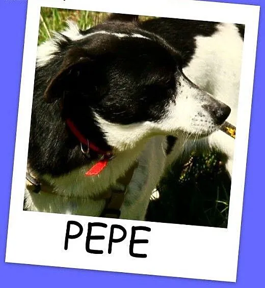 Do domu z ogródkiem,psiak PEPE, sympatyczny,przyja