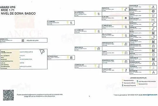 Wałach 4 letni Anglo European do sportu, Zachodniopomorskie, Koszalin