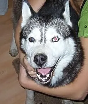 Znaleziona suczka husky