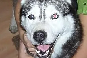 Znaleziona suczka husky