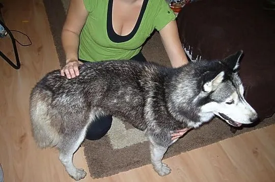 Znaleziona suczka husky