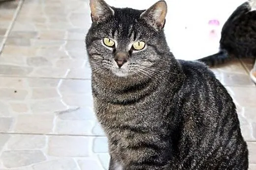 Buraska Frania do adopcji,  mazowieckie Radzymin
