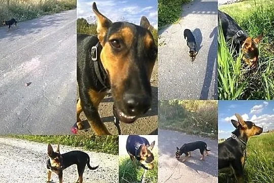 Wandzia – Urocza, młoda suczka do adopcji!