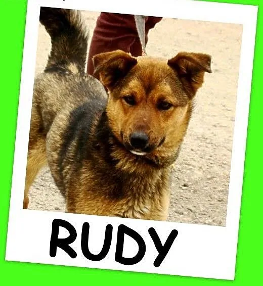 Młody, waga 12 kg ,energiczny pies RUDY,kontaktowy