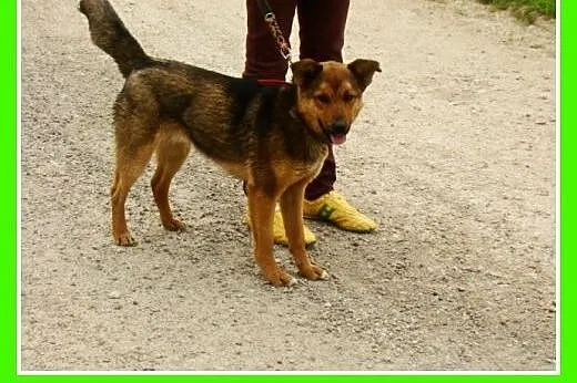 Młody, waga 12 kg ,energiczny pies RUDY,kontaktowy