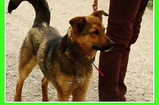 Młody, waga 12 kg ,energiczny pies RUDY,kontaktowy