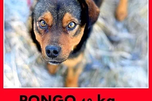 PONGO,10kg,młody,rok,przyjazny,wesoły piesek.ADOPCJA,  małopolskie Kraków