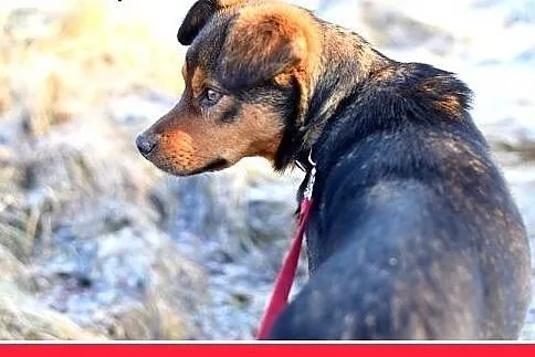 PONGO,10kg,młody,rok,przyjazny,wesoły piesek.ADOPC