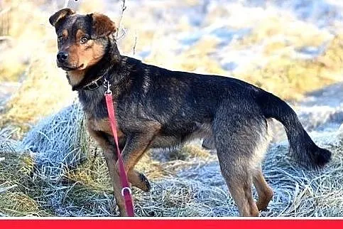 PONGO,10kg,młody,rok,przyjazny,wesoły piesek.ADOPC