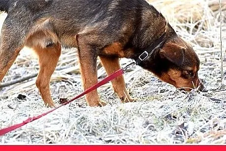 PONGO,10kg,młody,rok,przyjazny,wesoły piesek.ADOPC