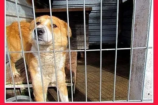 Mały psiak tęskni w schronisku za ludźmi,DEX błaga