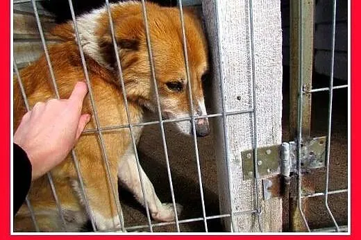 Mały psiak tęskni w schronisku za ludźmi,DEX błaga
