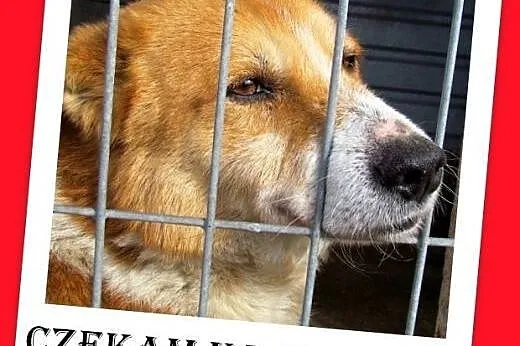 Mały psiak tęskni w schronisku za ludźmi,DEX błaga