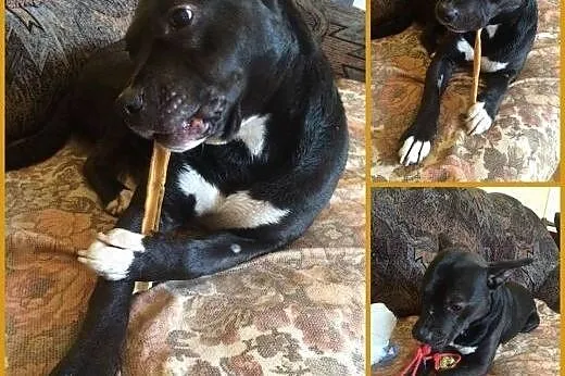 Miki- mixamstaff czeka na dom, mazowieckie Warszawa