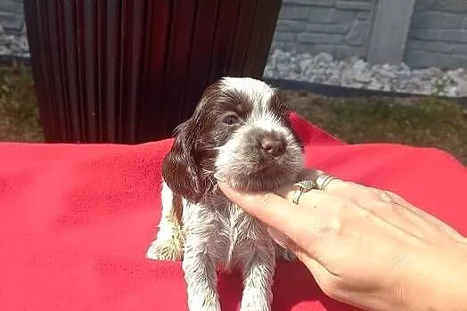 Cocker Spaniel Angielski Suczka