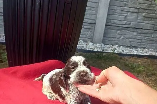 Cocker Spaniel Angielski Suczka, Wielkopolskie, Jutrosin
