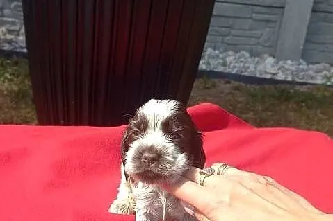 Cocker Spaniel Angielski Suczka, Wielkopolskie, Jutrosin