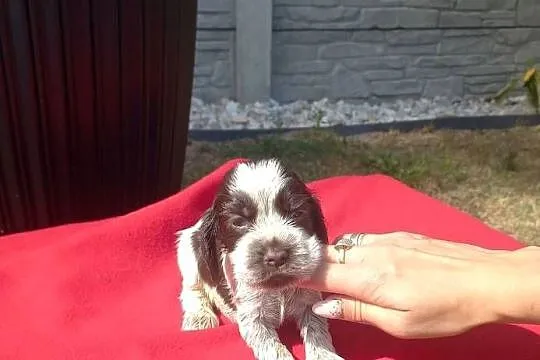 Cocker Spaniel Angielski Suczka, Wielkopolskie, Jutrosin