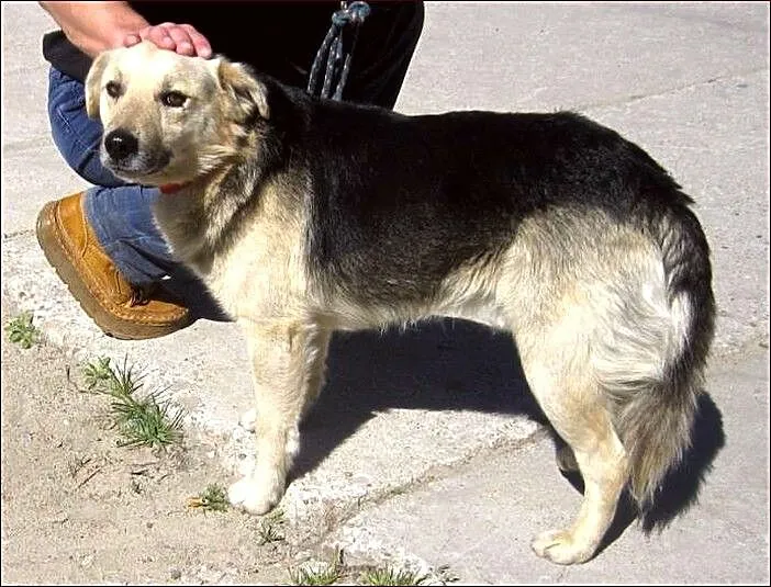 Laki - nad wyraz urodziwy kawaler :)