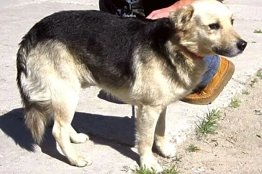 Laki - nad wyraz urodziwy kawaler :)