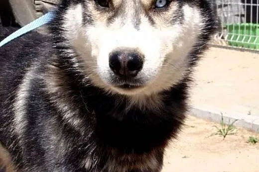 HODIR wesoły hasczak do adopcji,  wielkopolskie Po