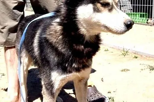 HODIR wesoły hasczak do adopcji,  wielkopolskie Po