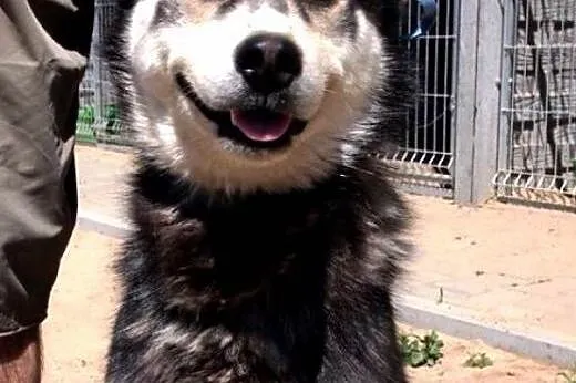 HODIR wesoły hasczak do adopcji,  wielkopolskie Po