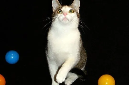 Młody, łagodny, delikatny Stefanek