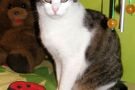 Młody, łagodny, delikatny Stefanek, Małopolskie, Kraków