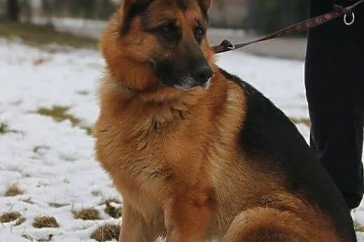Torin czeka na swojego oddanego przyjaciela,  mazo