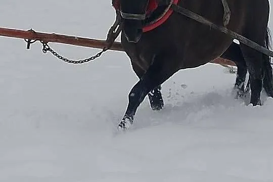 Witam sprzedam klacz zimnokrwistom
