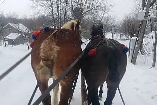 Witam sprzedam klacz zimnokrwistom, Podkarpackie, Ropczyce