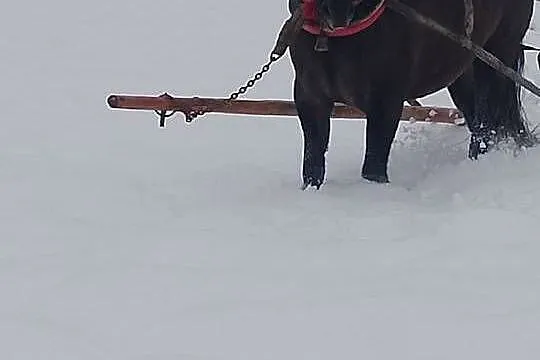 Witam sprzedam klacz zimnokrwistom, Podkarpackie, Ropczyce